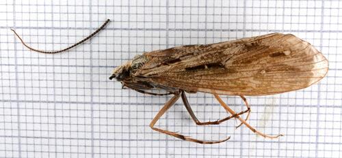 Phryganea bipunctata