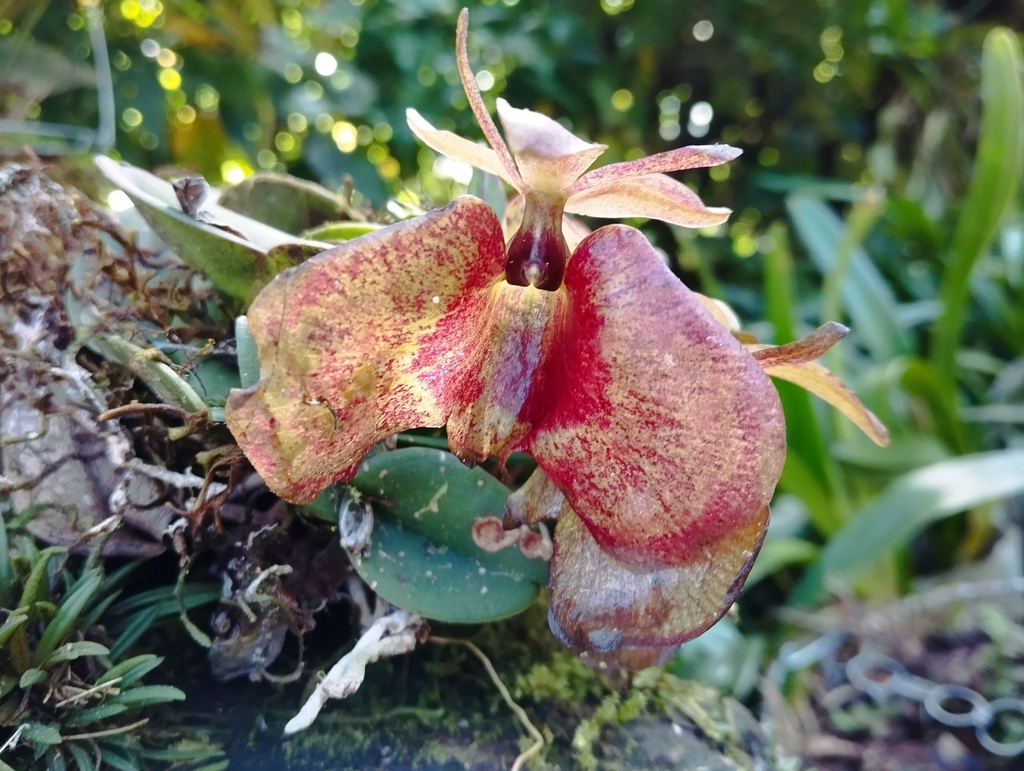 Epidendrum kockii Schltr. 3