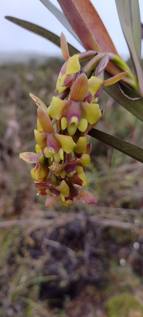 Epidendrum ampelospathum Hágsater & Dodson