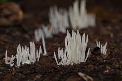 Clavaria alboglobospora