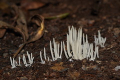 Clavaria alboglobospora