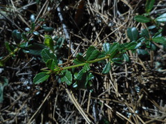 Ceanothus gloriosus porrectus