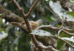 Tawny-Breasted Honeyeater photo 1