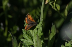 Lycaena phlaeas daimio