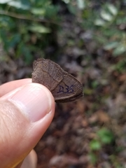 Nhambikuara cerradensis