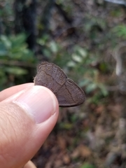 Nhambikuara cerradensis