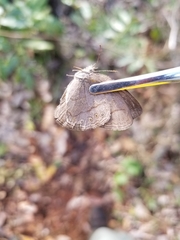 Nhambikuara cerradensis