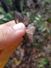 Nhambikuara cerradensis