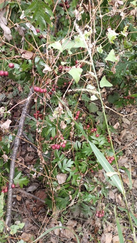 Chinese haw (Crataegus pinnatifida)