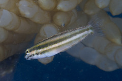 Petroscirtes breviceps
