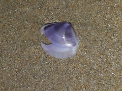 Austromactra contraria