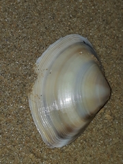 Austromactra rufescens