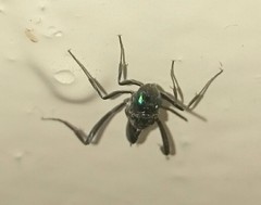 Evania appendigaster