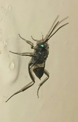 Evania appendigaster
