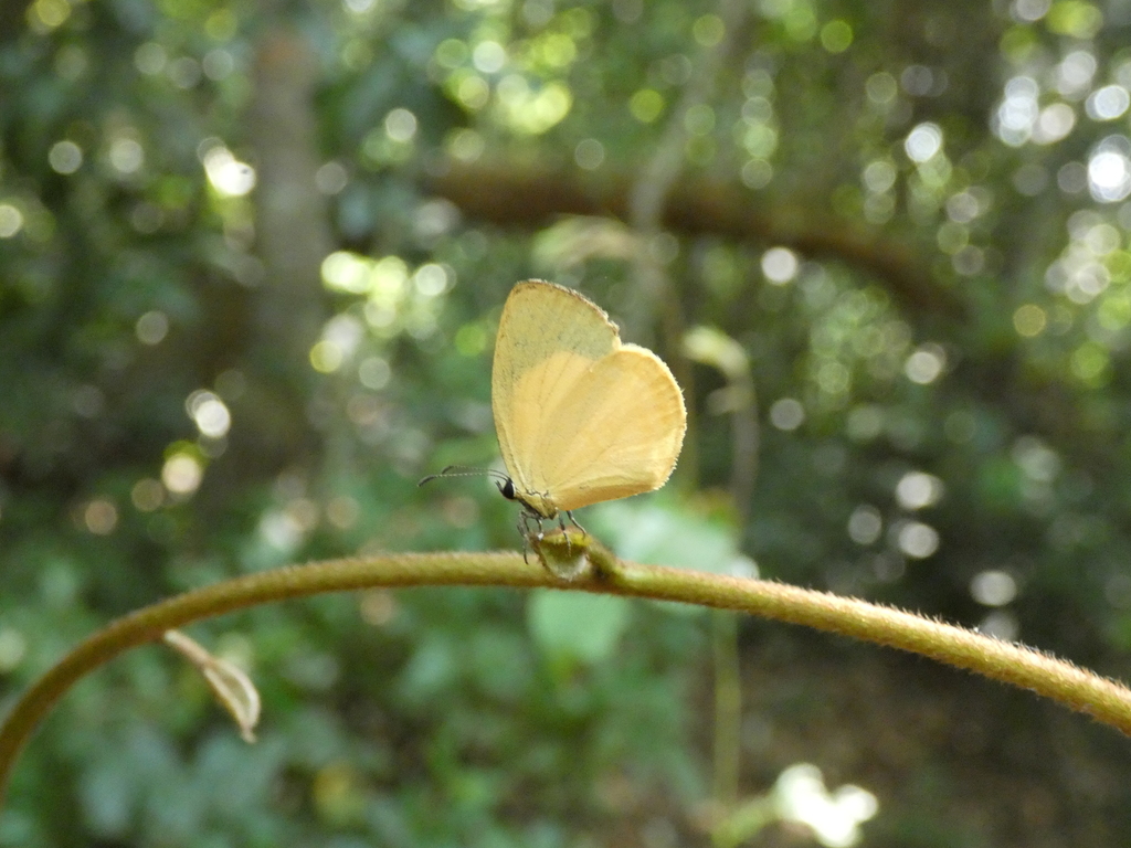 Yellow Liptena