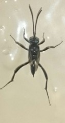 Evania appendigaster