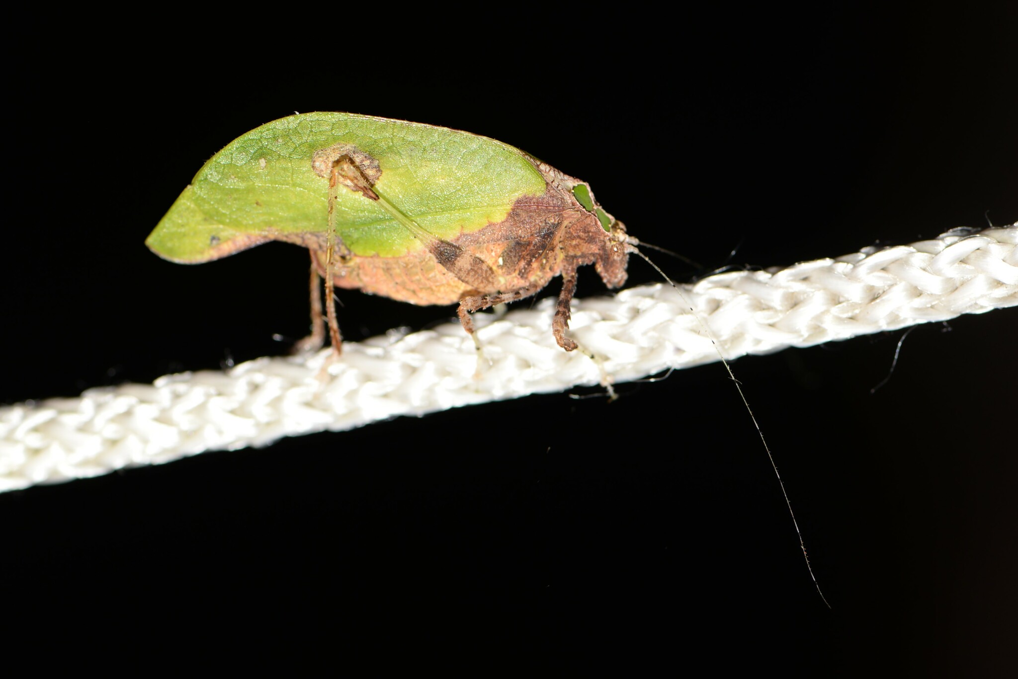 Phaneropterinae image