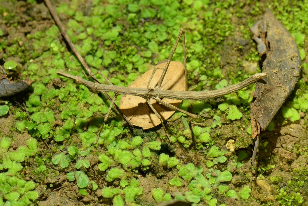 Neotropical Stick Grasshoppers from Urraca Lodge, Jorupe Reserve ...