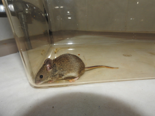 Algerian Mouse, Guadalajara, España, photo 10 of 10