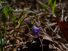 Viola palmata