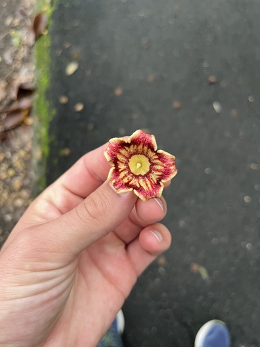 Sterculia apetala - Bark