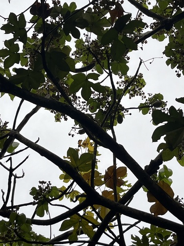 Sterculia apetala - Fruit