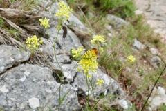 Anthocharis euphenoides