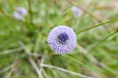 Globularia