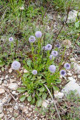 Globularia