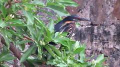 Ixobrychus flavicollis