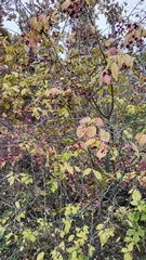 Euonymus sachalinensis, photograph Andrew Bazdyrev, CC BY, iNaturalist via GBIF