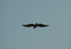 Aquila heliaca