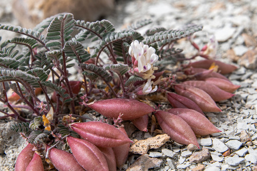 Astragalus lutosus