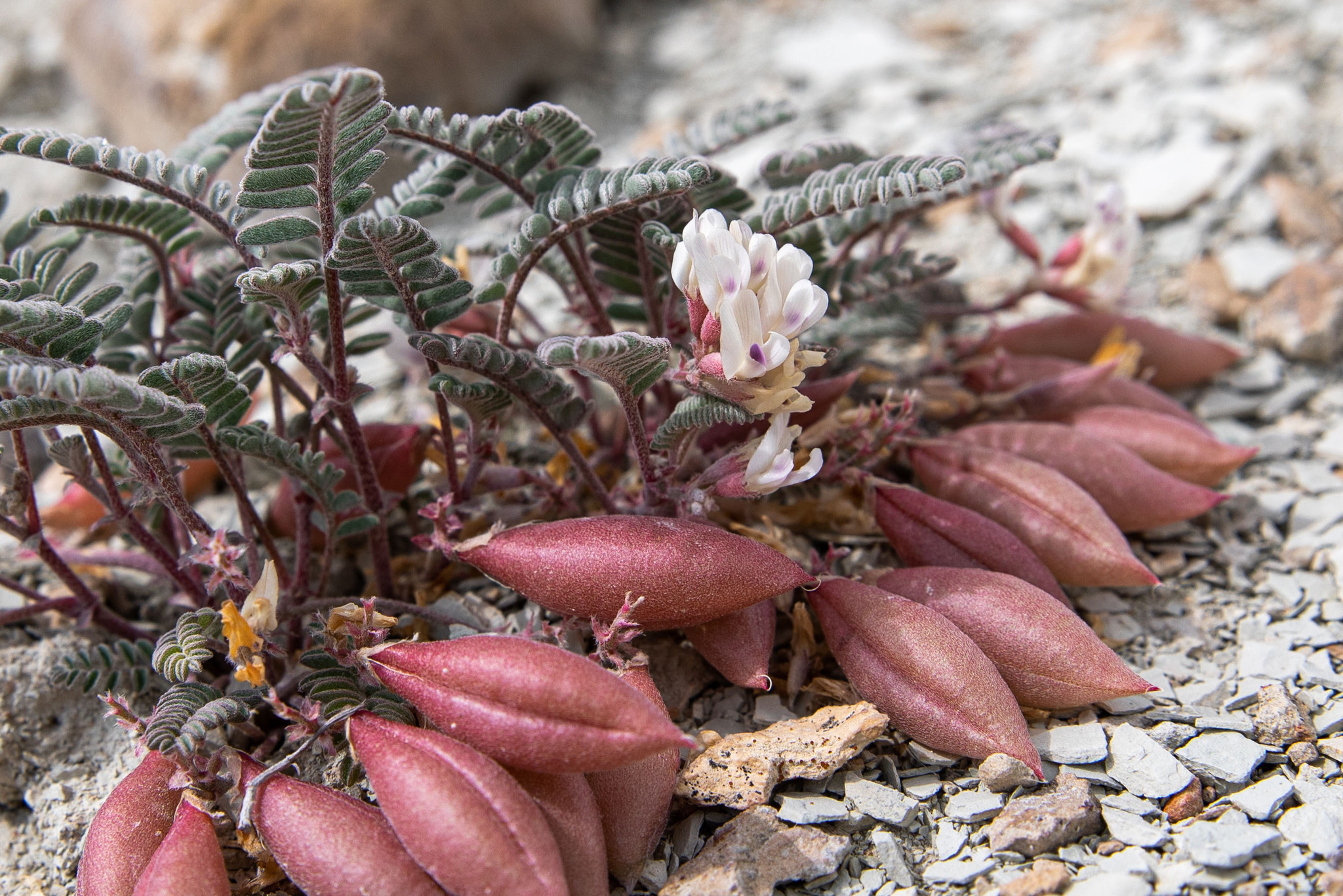 Astragalus lutosus