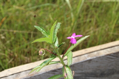 Impatiens irvingii