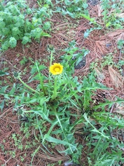 Taraxacum officinale