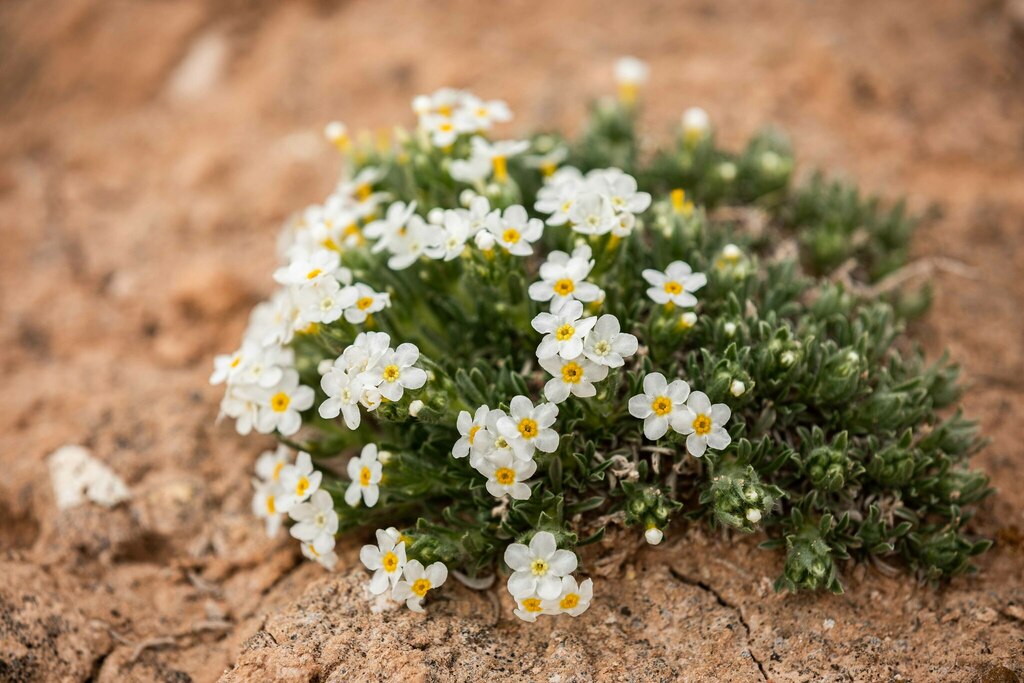 Handsome Cryptantha