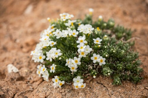 handsome cryptantha (Cryptantha paradoxa)