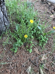 Taraxacum officinale