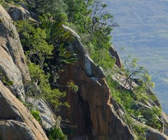 Encephalartos lebomboensis