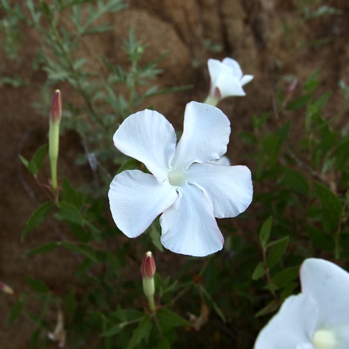 Image of Mandevilla brachysiphon by (c) Sue Carnahan, some rights reserved (CC BY)