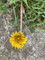 Taraxacum officinale