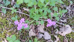Glandularia canadensis