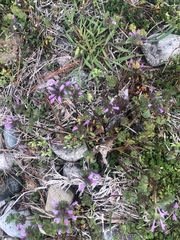 Lamium amplexicaule