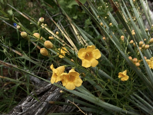 Arizona desert foxglove (Brachystigma wrightii)