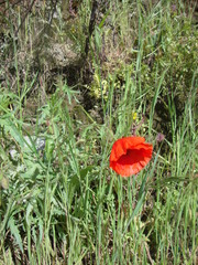 Papaver