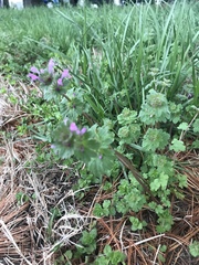 Lamium amplexicaule