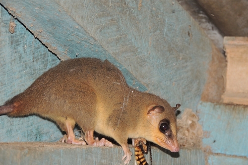 Nicaraguan Woolly Mouse Opossum (Marmosa nicaraguae) — Data Deficient Mammalia