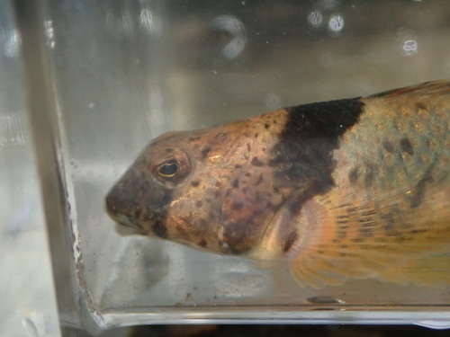 Blenny darter (Etheostoma blennius) — Percidae — 4