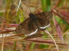 Erynnis tristis